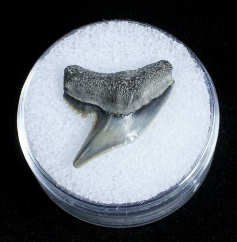 Fossil Tiger Shark Tooth - Lee Creek Mine #3725